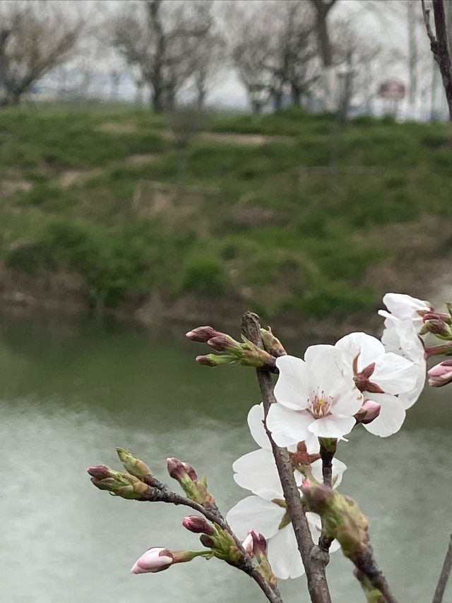 春遊鄉村｜河畔包場拍花