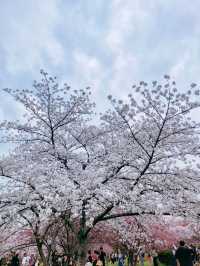 桃花盛開,仿彿置身仙境