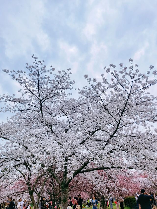 桃花盛開,仿彿置身仙境 桃花盛開,仿彿置身仙境