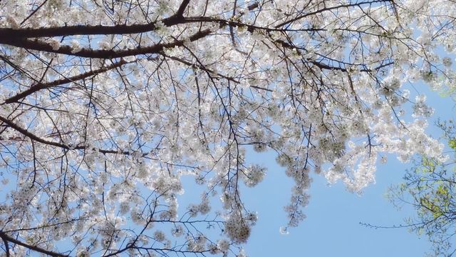 一夜櫻花千樹開，魔都南豐城櫻花賞