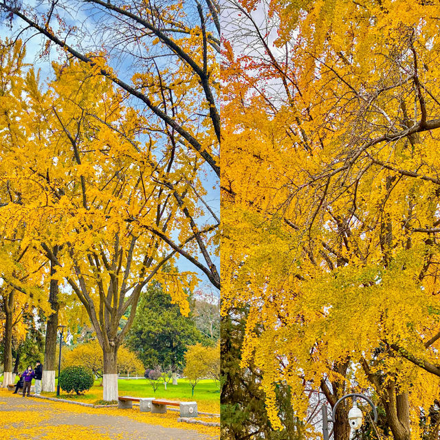 玄武湖·梁洲｜南京的秋天真的好美