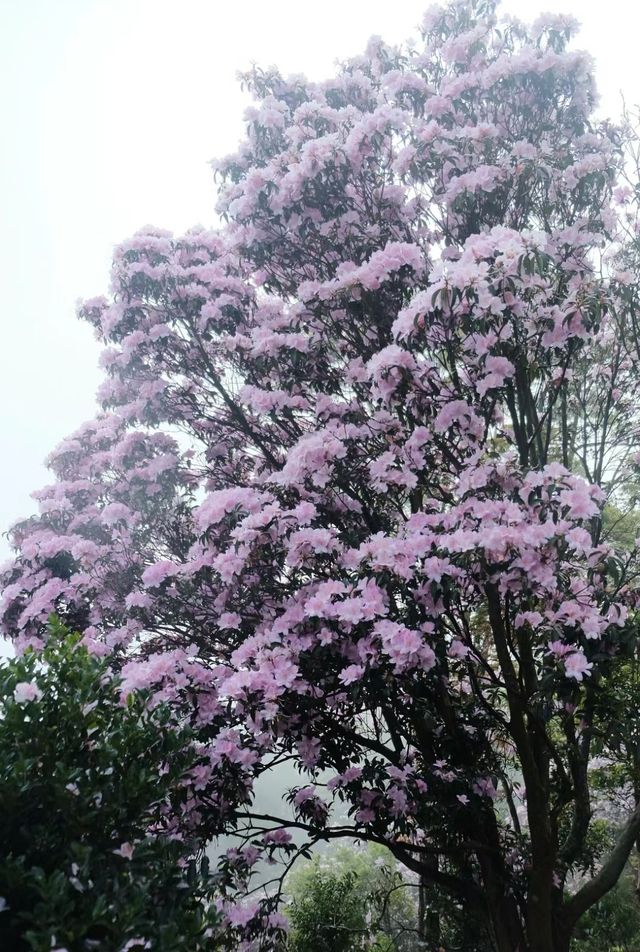 三月深圳賞花聖地，錯過要等一年