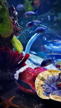 逛商場逛出一個海洋館