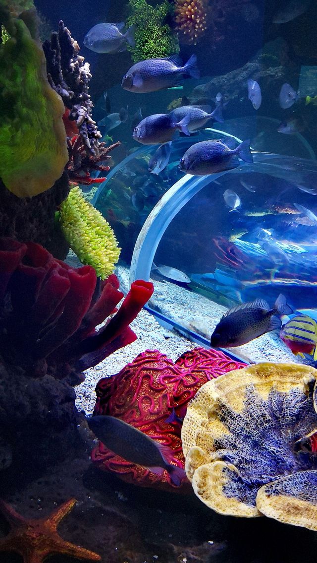逛商場逛出一個海洋館 逛商場逛出一個海洋館