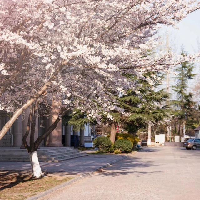 Cherries at Qingdao Agricultural University 🌸