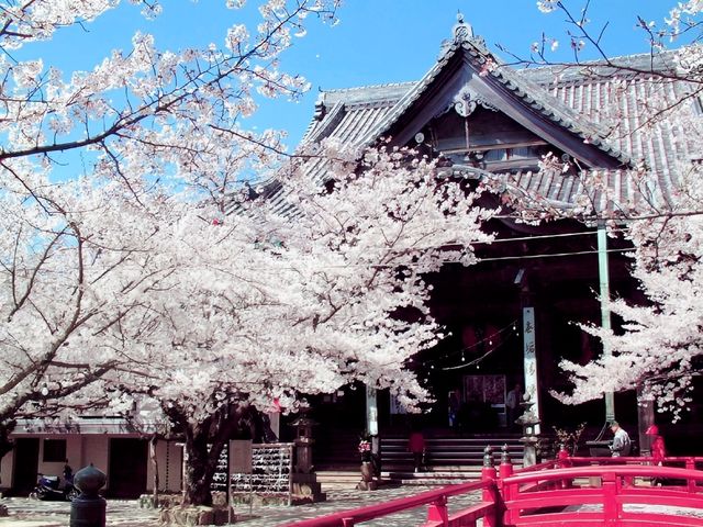 Kimi-dera Peace, Love and Sakura
