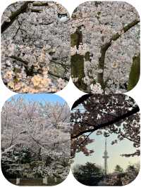 春風十里，不如來中山公園賞櫻！