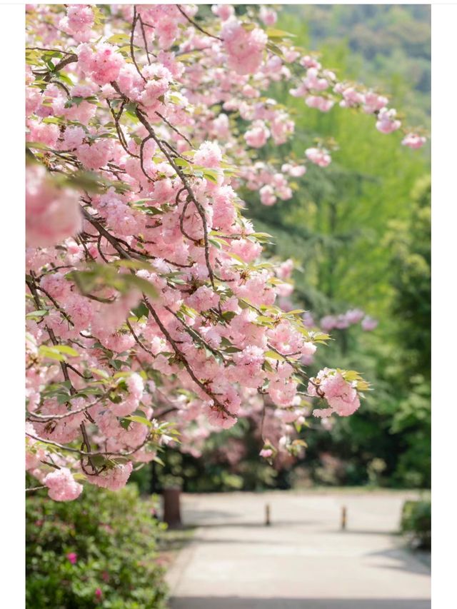 青山公園的晚櫻已經 next level 青山公園的晚櫻已經 next level