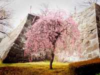 Sakura on Ruins