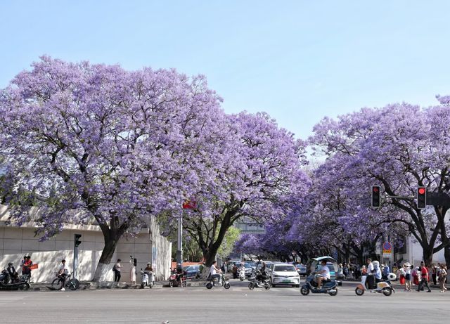 西昌街頭，但見藍楹花滿枝