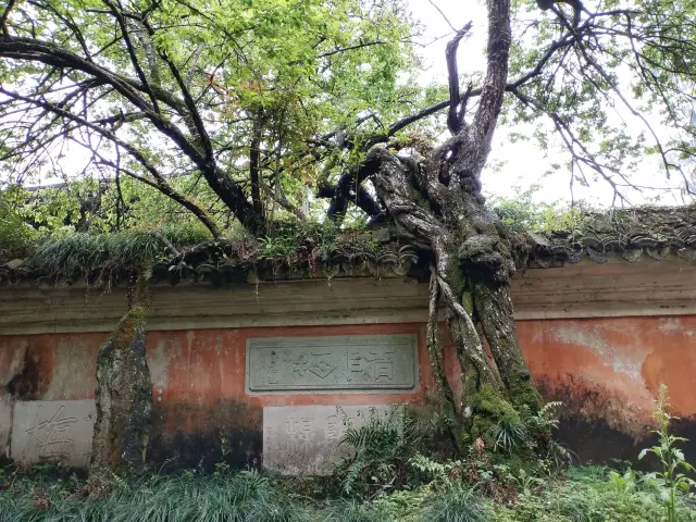 Guoqing Temple Ancient Trees