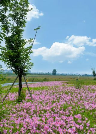 成都!!!沒人的粉色風雨蘭花海，真的絕美!