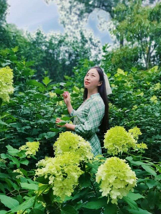 在成都！！鮮花織就的小徑