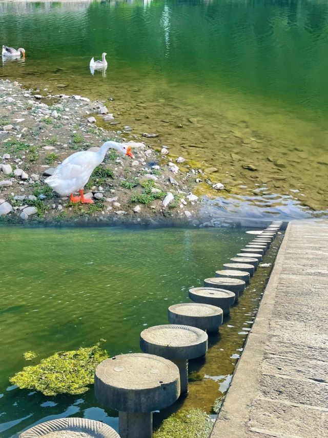 夏季徒步去紹興一個唯美靜謐的山林古道