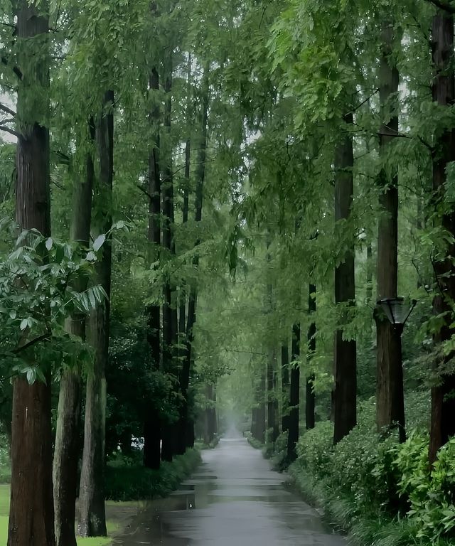 離上海最近的森林秘境