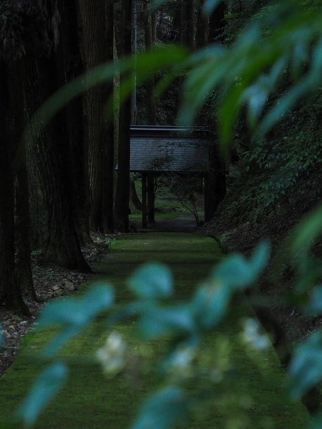來到苔的世界｜盡情吸氧