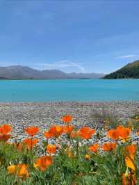 🌈Dreamy journey! Sky cable car takes you to overlook the beauty of Queenstown💖