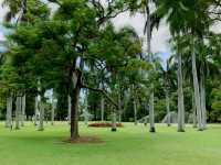 Beautiful City Botanic Gardens Brisbane 🌺🌳