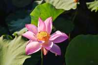 蓮花縣菏花博覽園