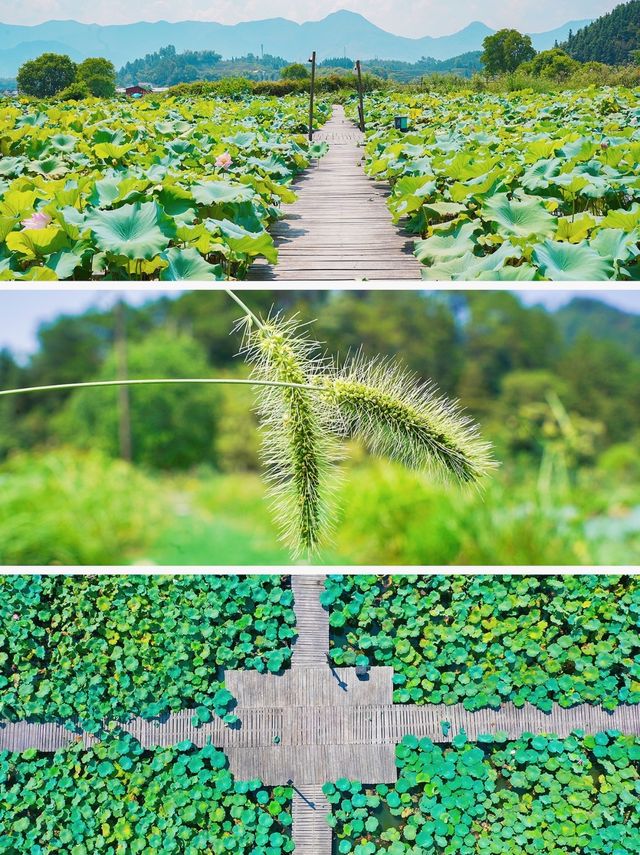 江西德興的老知青宿舍，如今的旅遊勝地，打卡攻略來了