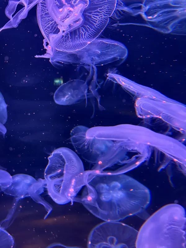深圳南山區海洋奇夢館 🌊🐋