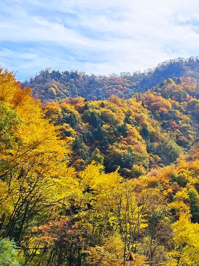 接下來嘅黃柏塬,將會係秋日遊玩天花板。
