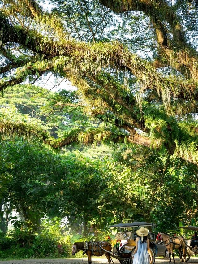 De Djawatan Forest is so Charming 🥰❤️