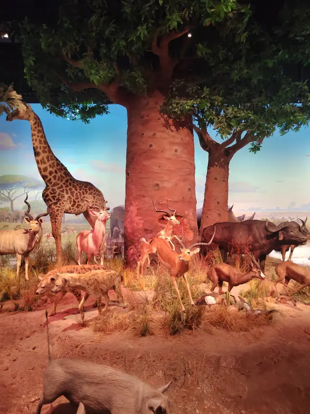A series of exhibitions for kids that won't tire out mom - indoor animal specimen exhibition.