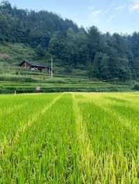 在重慶人間仙境滿眼盡是青翠——習水梧桐山山林裡的民宿。