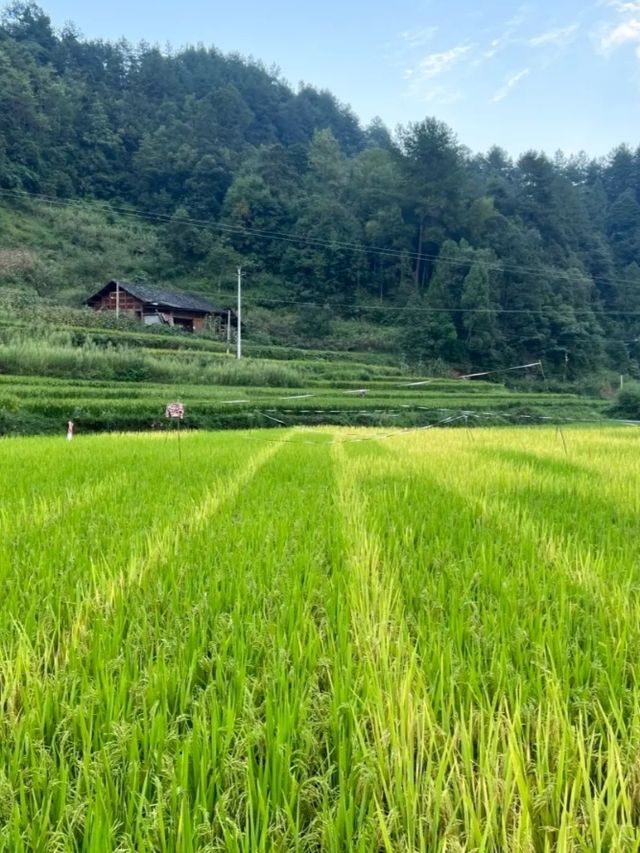 在重慶人間仙境滿眼盡是青翠——習水梧桐山山林裡的民宿。