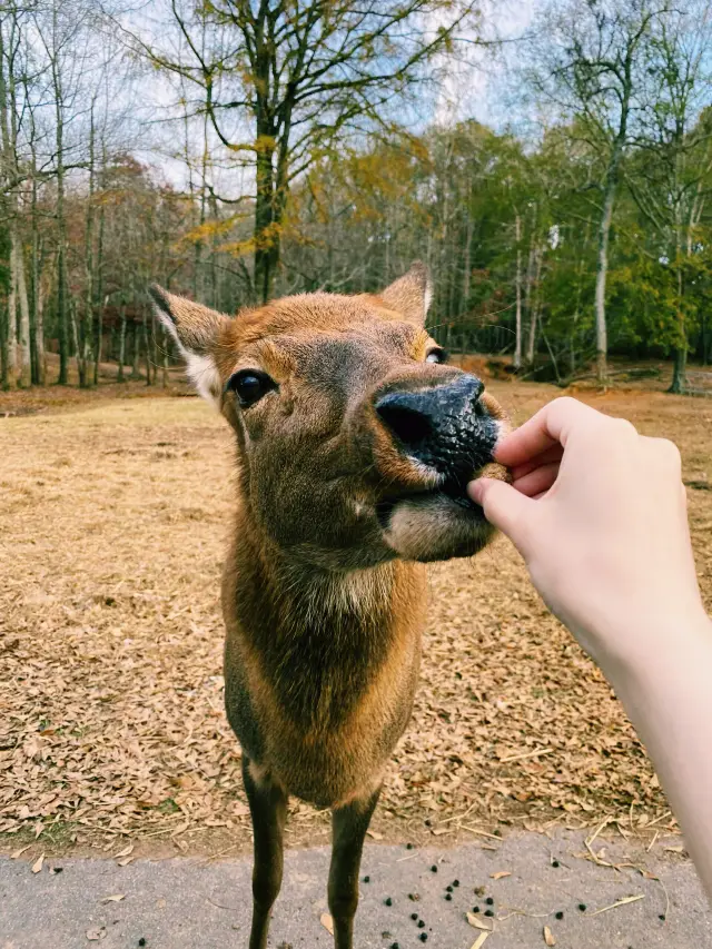 Atlanta Zoo Food and Scenery | Travel Guide to Discover the Natural Wonders of the Southern United States.