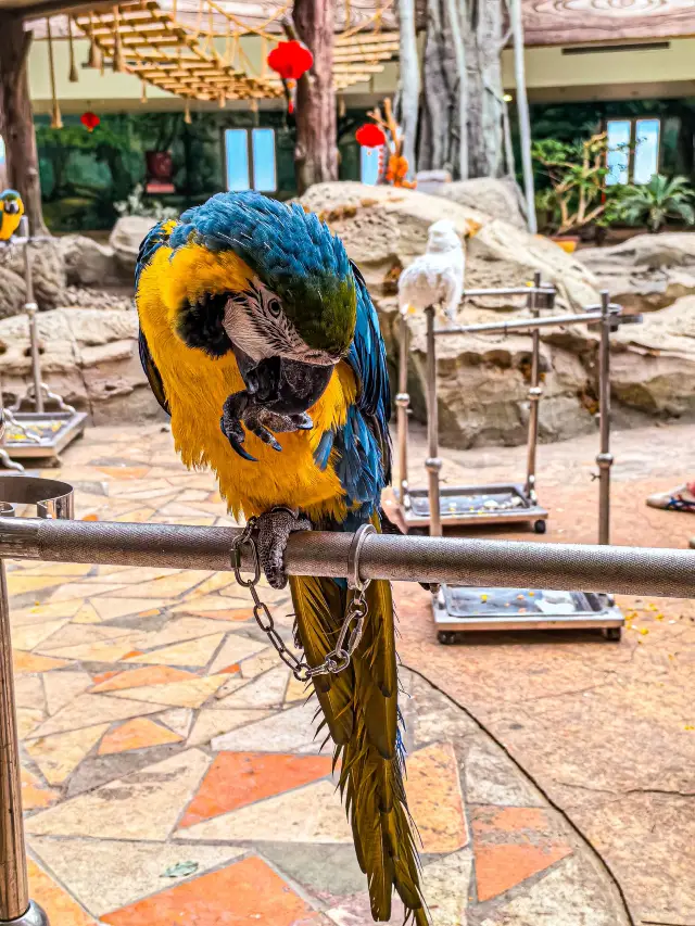 青島出發泉城歐樂堡動物王國攻略!