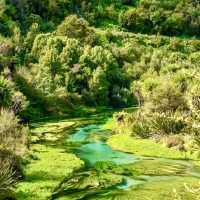 Blue Spring Putaruru such an amazing look