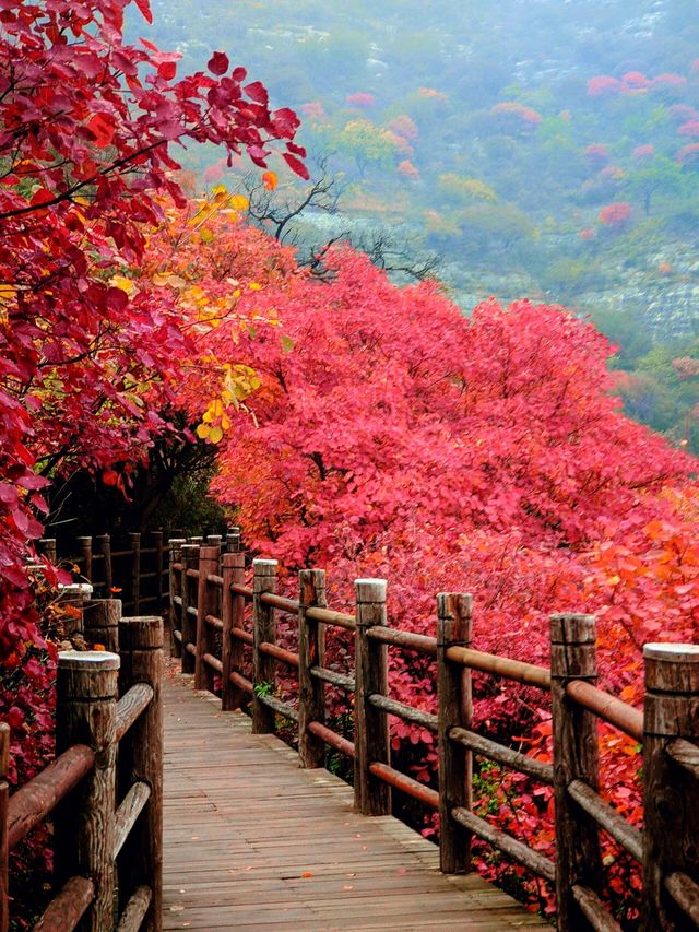 濰坊青州黃花溪 | 絕美秋景，邂逅自然之美。