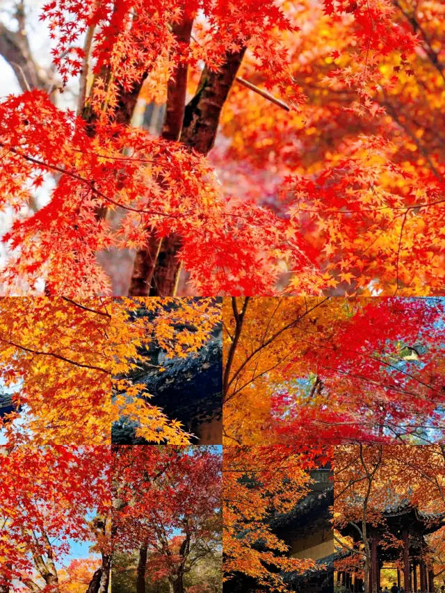 栖霞山保姆級賞楓攻略來了。