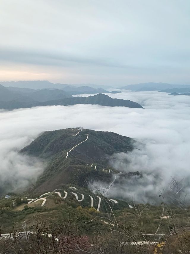 鎮安海棠山|雲海深處見海棠。