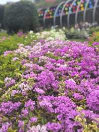 深圳探園|寶安簕杜鹃谷公園花海等你來。