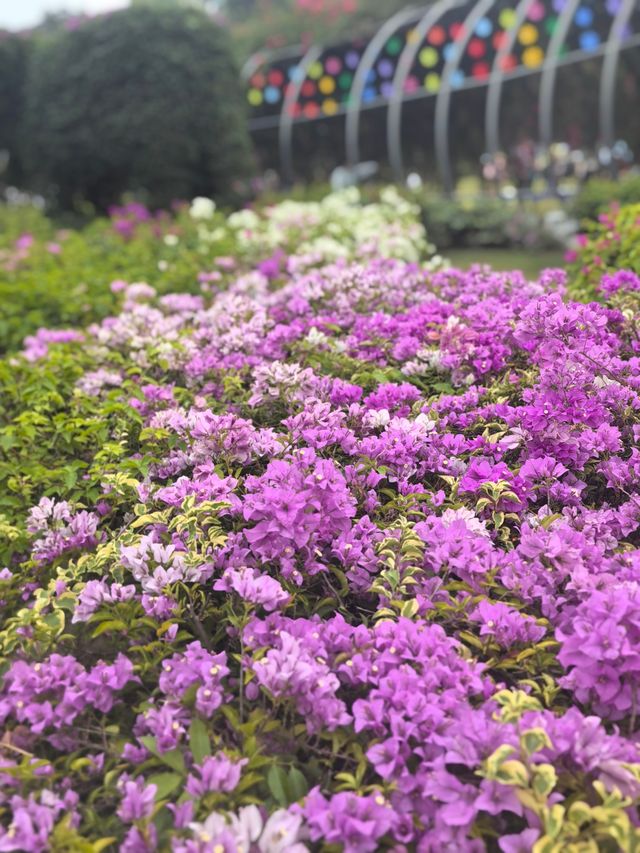 深圳探園|寶安簕杜鹃谷公園花海等你來。 深圳探園|寶安簕杜鹃谷公園花海等你來。