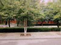 Mesmerising Park of Zhengzhou University