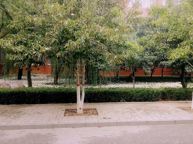 Mesmerising Park of Zhengzhou University