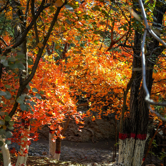 太山紅葉之旅。