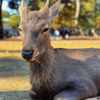🦌 Oh deer! Looks like Nara just stole my heart😍♥️