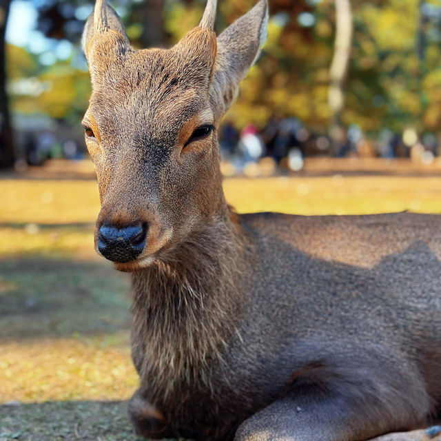 🦌 Oh deer! Looks like Nara just stole my heart😍♥️