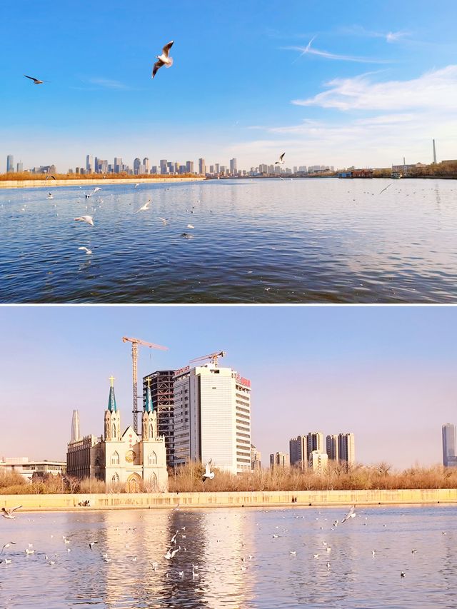 北京出發2h丨冬日坐著渡輪看海鷗（附路線）