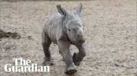 Adorable Baby Rhino Born at Melbourne Zoo