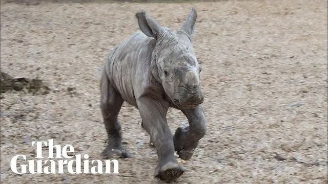 Adorable Baby Rhino Born at Melbourne Zoo