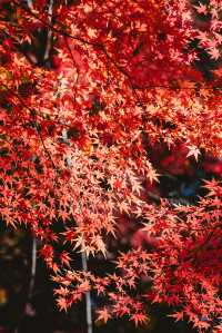我在東京看紅葉拍到了人生照片