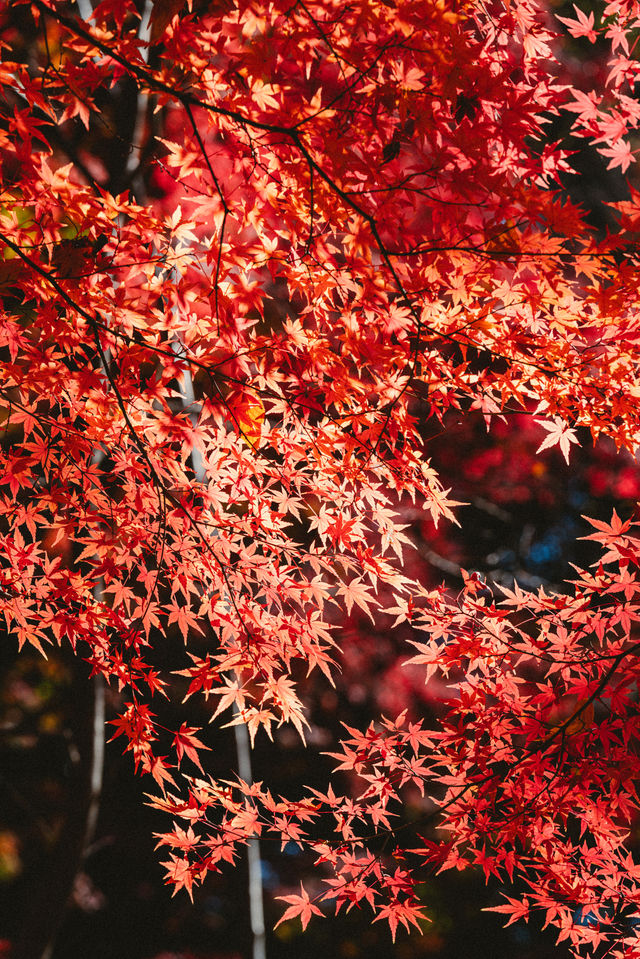 我在東京看紅葉拍到了人生照片