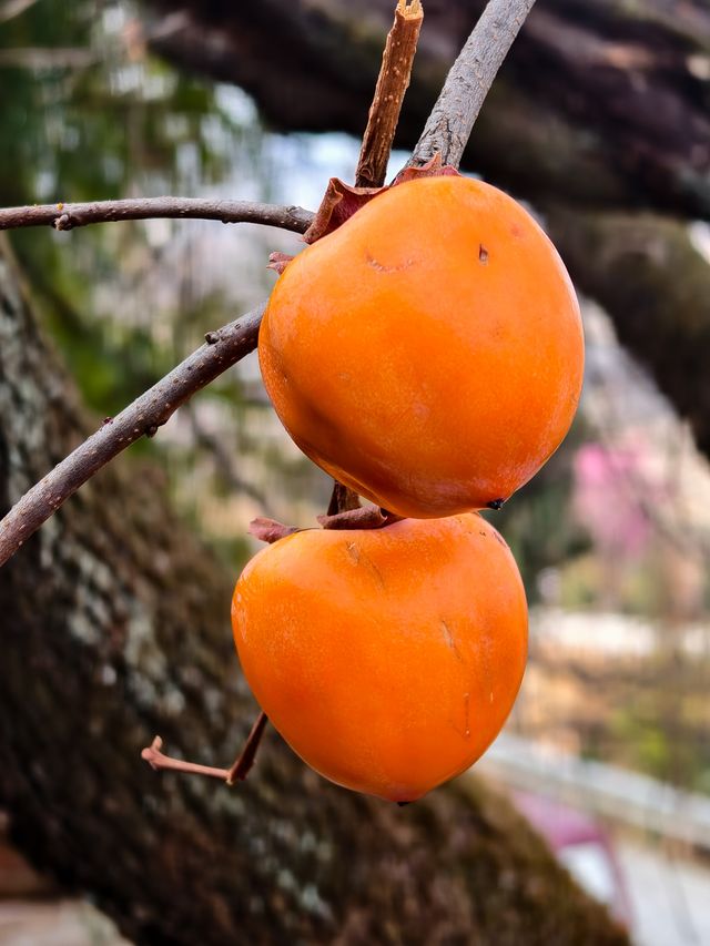 重大發現沙溪的古柿子樹原來在這裏