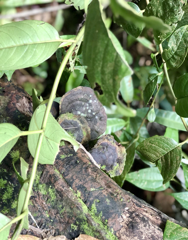 揭秘古晉巴哥國家公園｜領略熱帶雨林之美